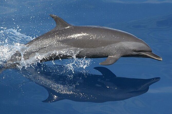 Observation DE Marine Mammals Dolphins and Ballenas EN Huatulco - An In-Depth Look at the Marine Mammal Tour in Huatulco