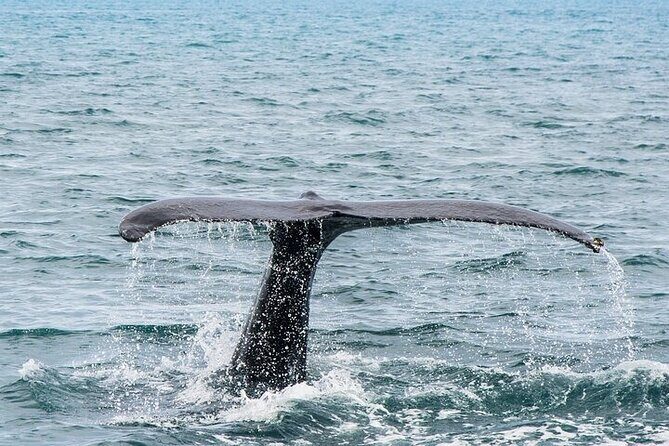Observation DE Marine Mammals Dolphins and Ballenas EN Huatulco - FAQs