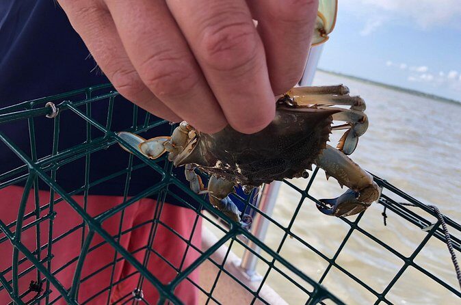 OC Bay Hopper Crabbing - The Authenticity and Educational Aspect