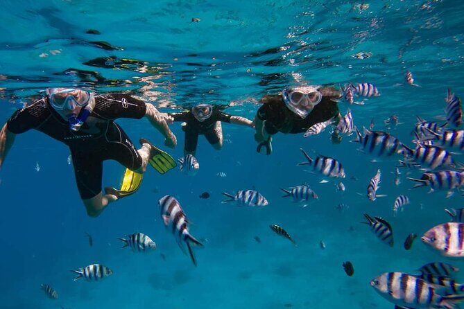 Ocean Discovery and Snorkelling in Tahiti - Ocean Discovery and Snorkelling in Tahiti: A Detailed Review