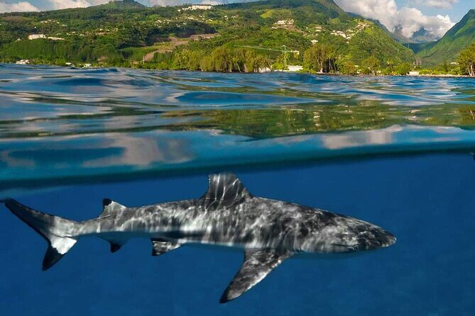 Ocean Discovery and Snorkelling in Tahiti - Key Points