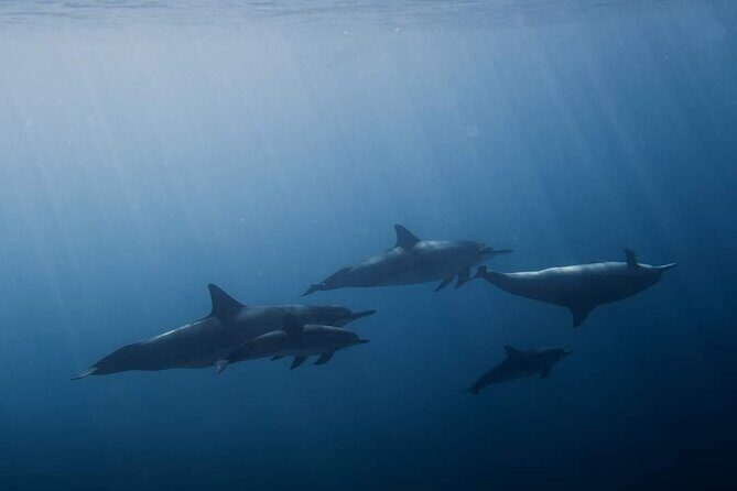 Ocean Discovery and Snorkelling in Tahiti - Who Will Love This Experience?