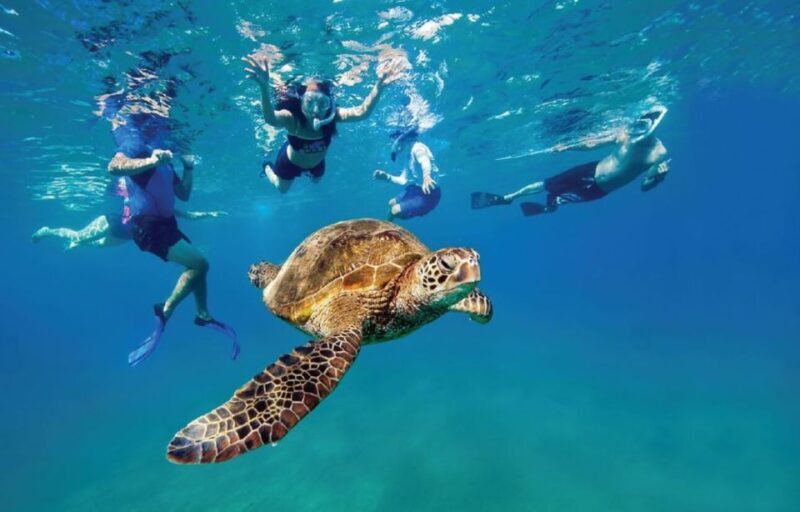 Ocean Reef Snorkeling and Paddleboarding - An In-Depth Look at the Tour
