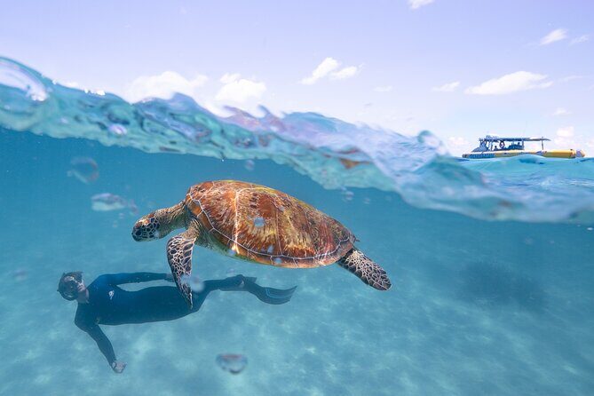 Ocean Safari Great Barrier Reef Experience in Cape Tribulation - Price and Value