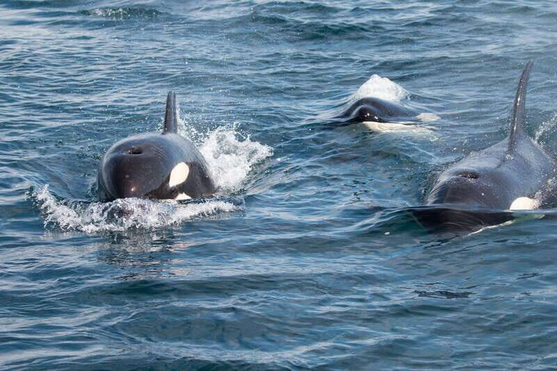 Ocean Safari in La Ventana BCS - Practical Details and Tips