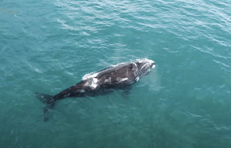 Ocean Safari in La Ventana BCS - Who Should Consider This Tour?
