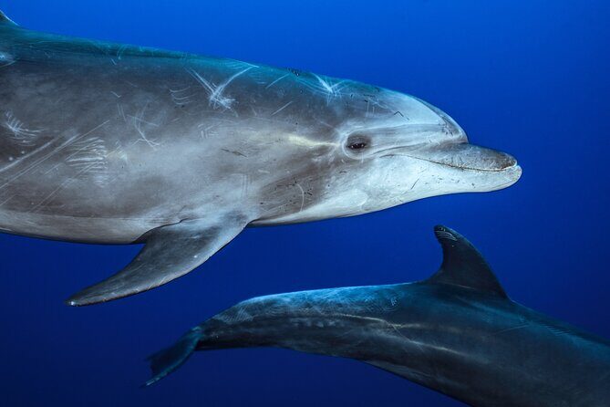 Ocean Safari: Sea Lions, Mobula Rays, Dolphins, Orcas & Whales - An In-Depth Look at the Ocean Safari Experience