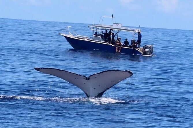 Ocean safari, snorkel with pelagic animals - FAQs