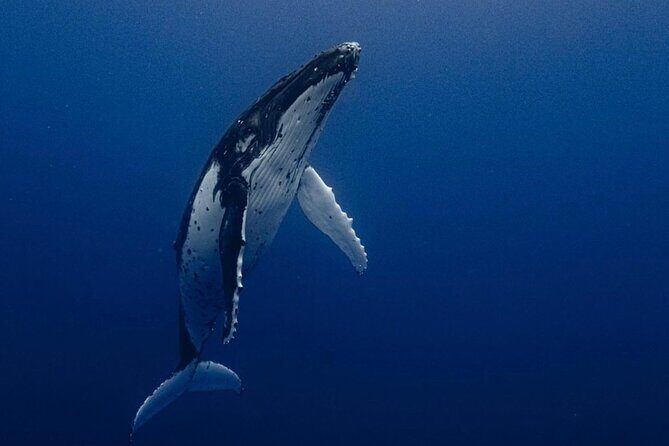 Ocean Safari Tour in Cabo San Lucas - Ocean Safari Tour in Cabo San Lucas: A Deep Dive into Marine Adventure