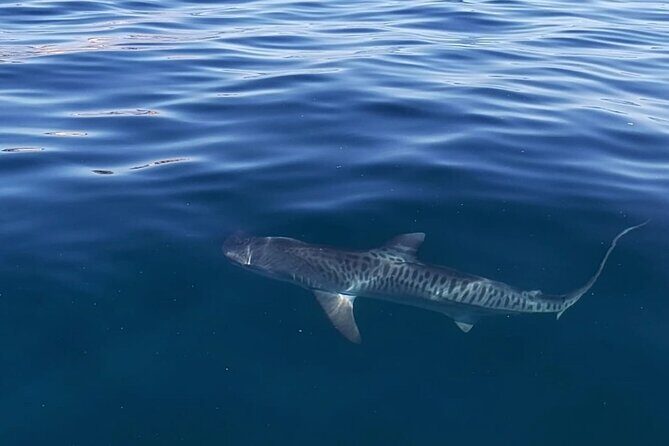 Ocean Safari Tour in Cabo San Lucas - The Bottom Line: Is It Worth It?