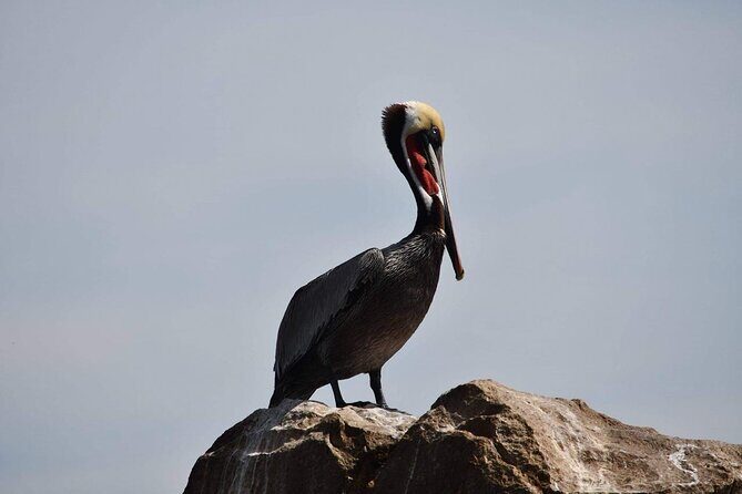 Ocean Safari Tour in Cabo San Lucas - FAQ