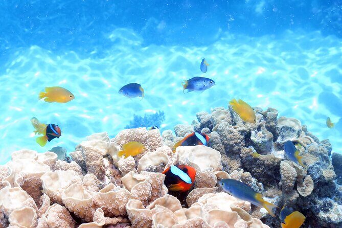 Ocean Spirit Sail to Michaelmas Cay Snorkel or Dive, from Cairns - Final Thoughts: Who Should Consider This Tour?