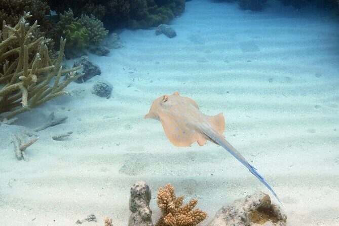 Ocean Spirit Sail to Michaelmas Cay Snorkel or Dive, from Cairns - FAQ