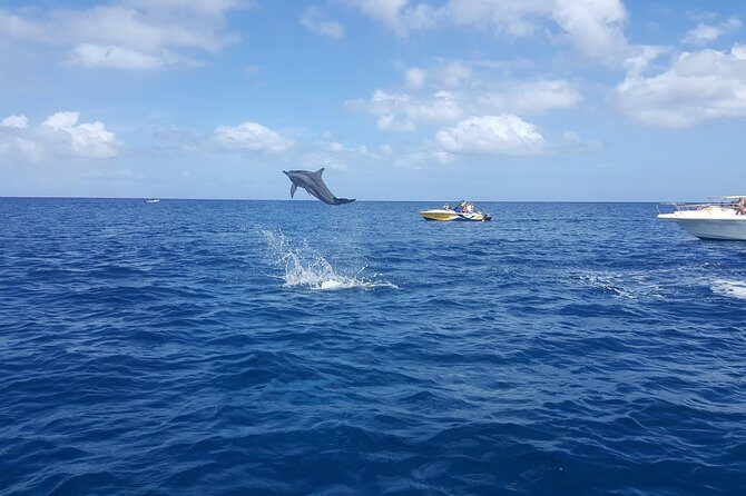 Ocean Swim with Dolphins - Is this Tour Worth the Price?