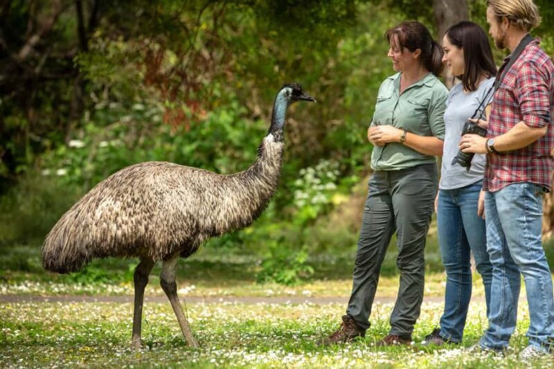 Oceans to Mountains Explorer: 3-Day Great Ocean Road Tour - An In-Depth Look at the Trip