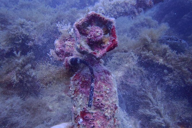 Octopus Rock Exploration - Certified Diver - Introduction