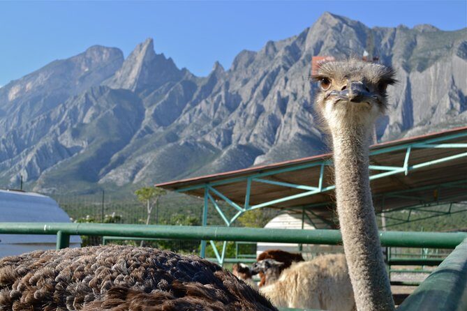 Of Monterrey Biopark Star - Exploring the Itinerary: What Can You Expect?
