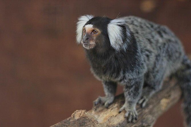 Of Monterrey Biopark Star - FAQ