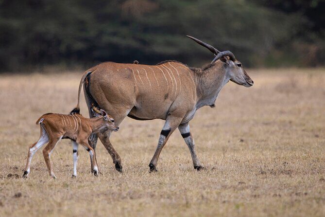 Off the Beaten Track Safari in Arusha Tanzania - An Overview of the Safari Experience