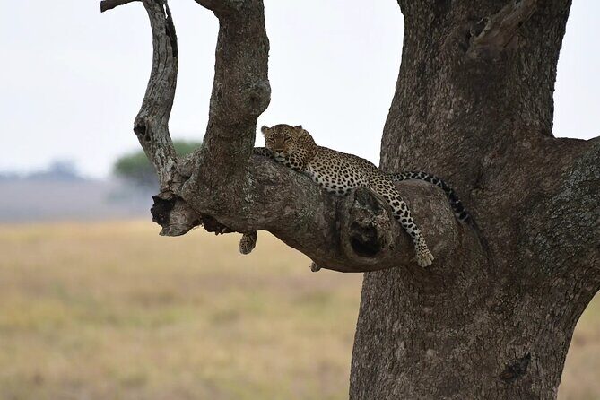Off the Beaten Track Safari in Arusha Tanzania - The Sum Up