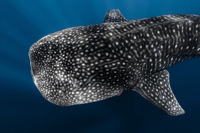 Offshore Safari Adventure in Kona with Underwater Videos - An Authentic Kona Marine Adventure