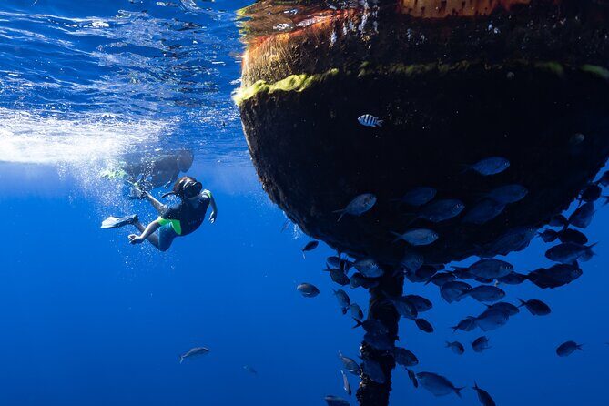 Offshore Safari Adventure in Kona with Underwater Videos - Comparing to Similar Tours