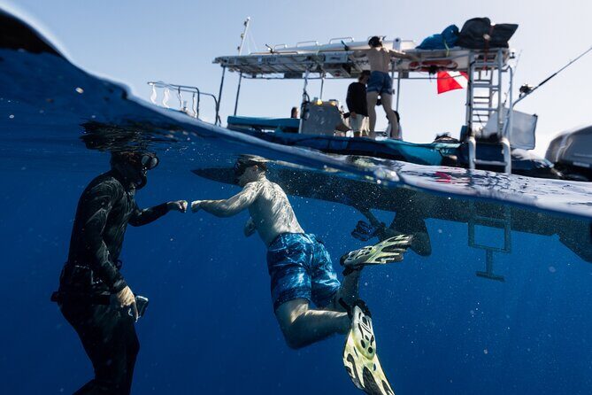 Offshore Safari Adventure in Kona with Underwater Videos - Final Thoughts