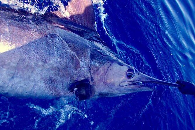 Offshore Sport & Flyfishing - 7 hours - Practical Details