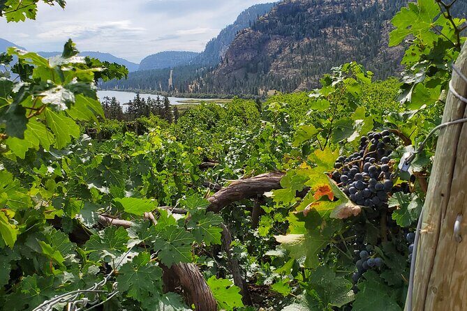 Okanagan Falls Private Wine Tour - Full Day - Whats Included and What to Keep in Mind