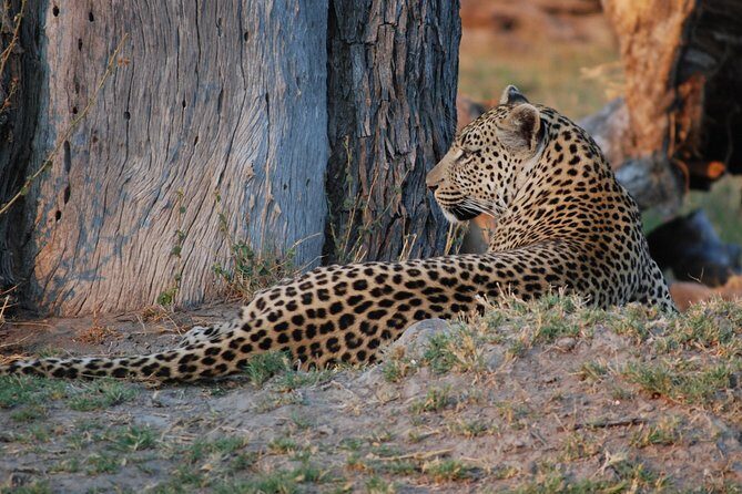 Okavango delta - Chobe Adventure 7 Nights/8 Days - What We Loved and What to Consider