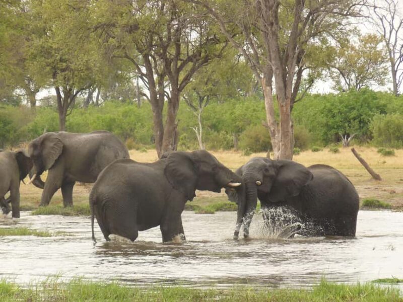Okavango Delta: Tour with game drives & mokoro trips - Key Points