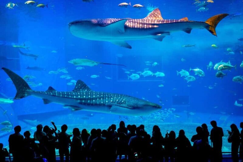 Okinawa: Churaumi Aquarium, Manzamo, Kouri Island Tour - Why You Should Consider This Tour