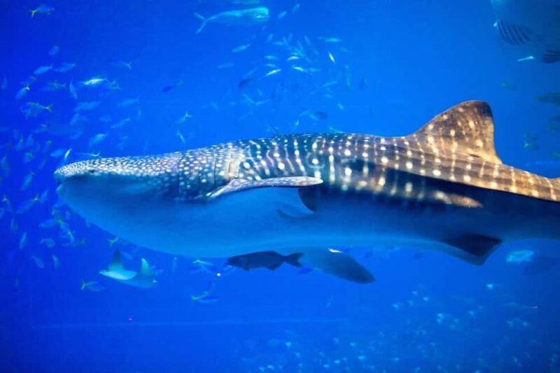 Okinawa: Churaumi Aquarium, Manzamo, Kouri Island Tour - Final Thoughts: Is This Tour for You?