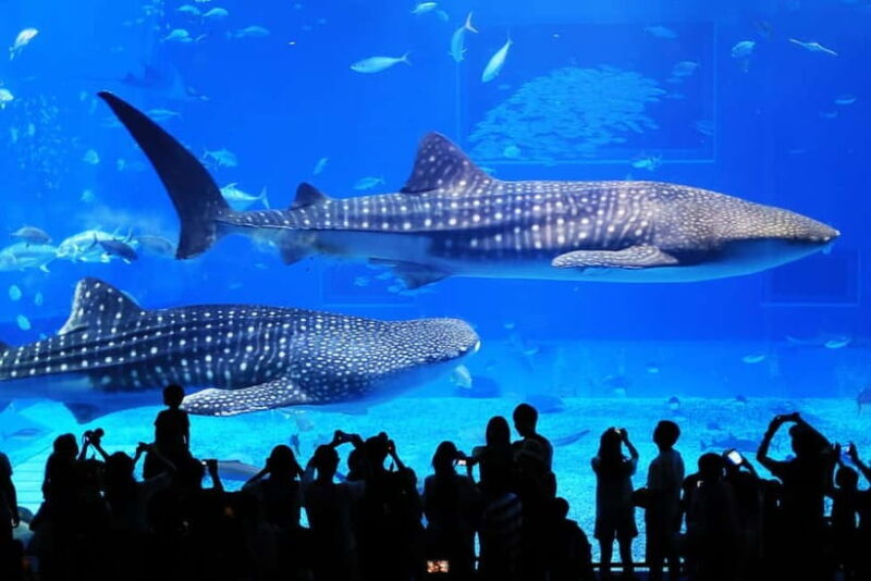 Okinawa: Churaumi Aquarium, Ryukyu Village & Manza Bus Tour - A Closer Look at the Itinerary and Experience