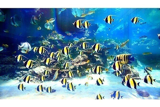 Okinawa Hip-hop Bus B - 2 Course Tour (Okinawa Churaumi Aquarium) - Who Will Love This Tour