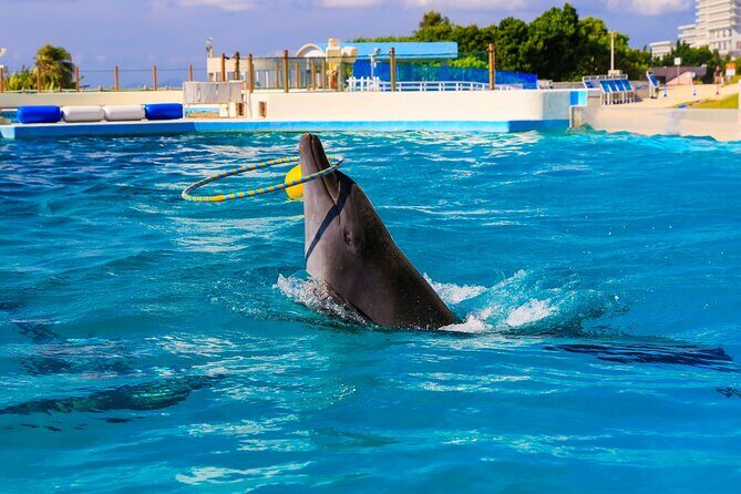 Okinawa Hip-hop Bus B Course Tour (Okinawa Churaumi Aquarium) - Final Thoughts