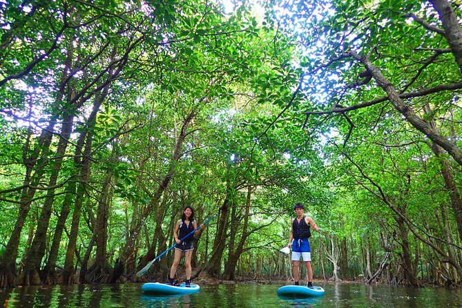 Okinawa Iriomote Mangrove SUP or Canoe Tour - An Authentic Journey into Iriomote’s Mangroves