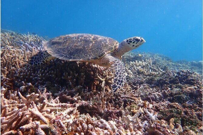 Okinawa Iriomote Snorkeling Tour at Coral Island - What to Expect During the Tour