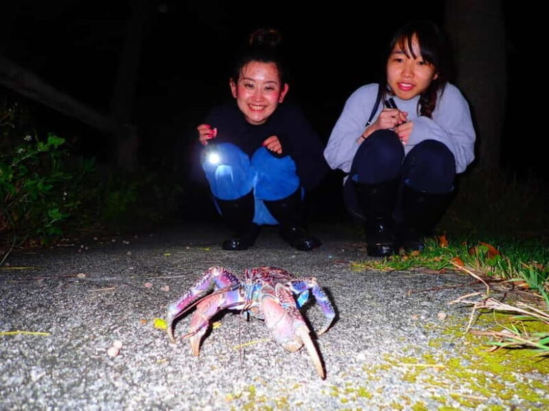 Okinawa Iriomotejima Night Adventure Tour - Key Points