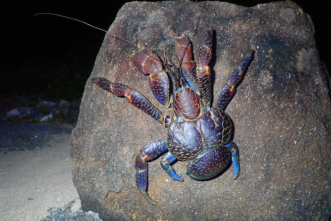 Okinawa Iriomotejima Night Adventure Tour - Introduction