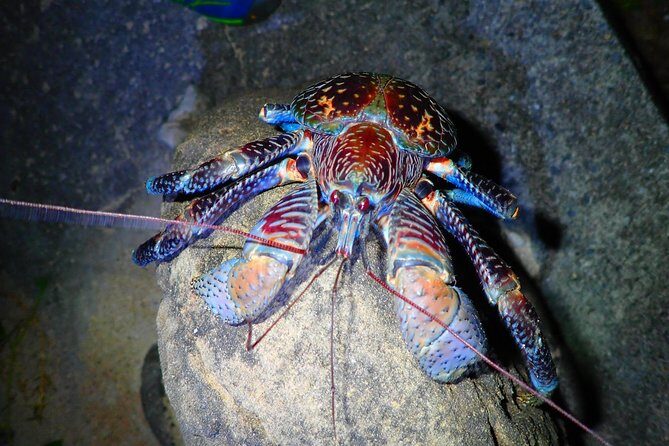 Okinawa Iriomotejima Night Adventure Tour - The Sum Up