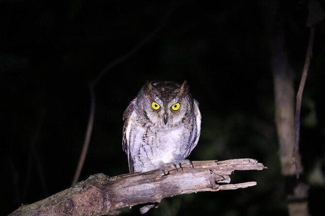 Okinawa Ishigaki Island Night Starry sky and Jungle night tour - Who Will Love This Tour?