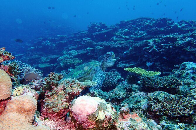 Okinawa Ishigaki Phantom Island and Blue Cave Snorkeling - A Closer Look at the Tour Itself