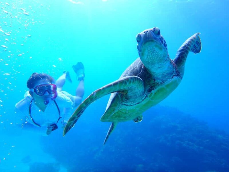 Okinawa : Kerama Whole Day Snorkeling Tour From Chatan/Naha - Authentic Experiences and Real Reviews