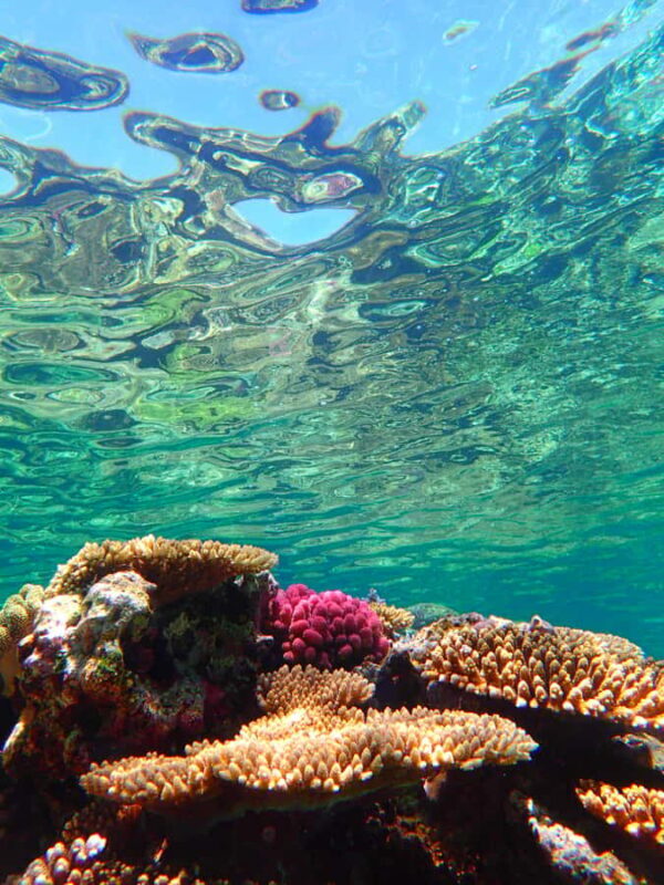 Okinawa : Kerama Whole Day Snorkeling Tour From Chatan/Naha - The Sum Up