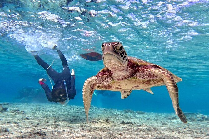 Okinawa Miyako Beach SUP or Canoe and sea turtle Snorkeling - Introduction