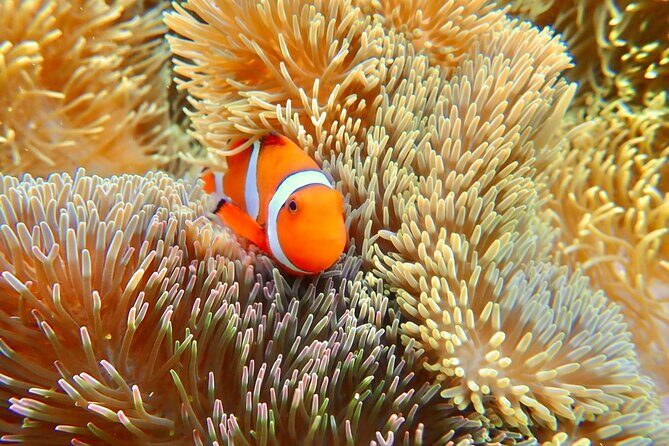 [Okinawa Miyako] Natural Aquarium! Tropical Snorkeling. - Why It Works Well & Who Should Consider It