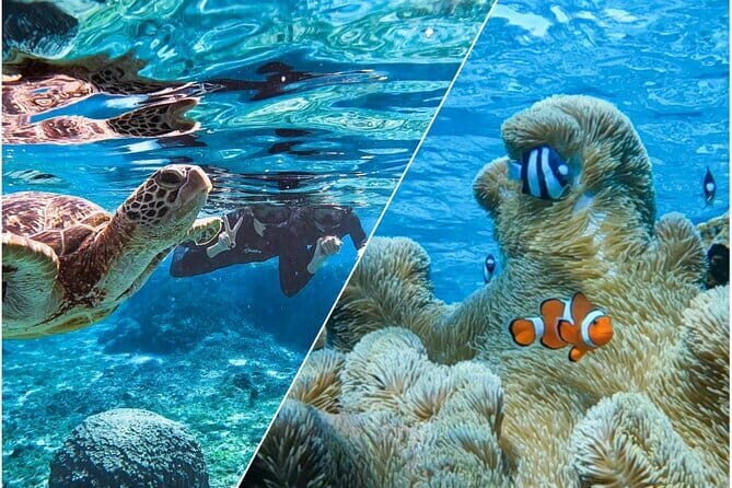 Okinawa Miyako Sea turtle Snorkeling Free Pick up and Drop off - An In-Depth Look at the Tour Experience