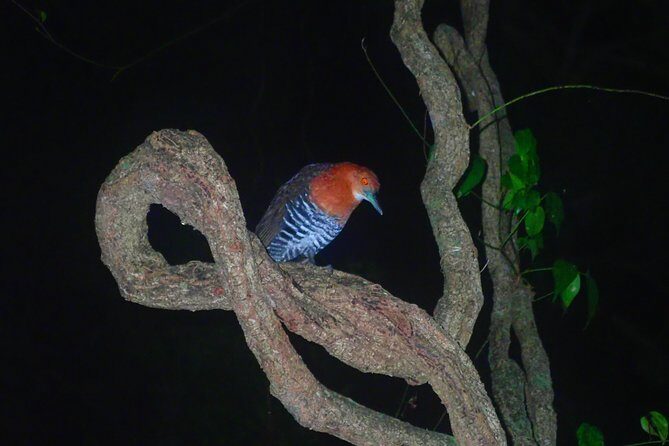 Okinawa Miyako Star gazing and subtropical jungle night tour - FAQs