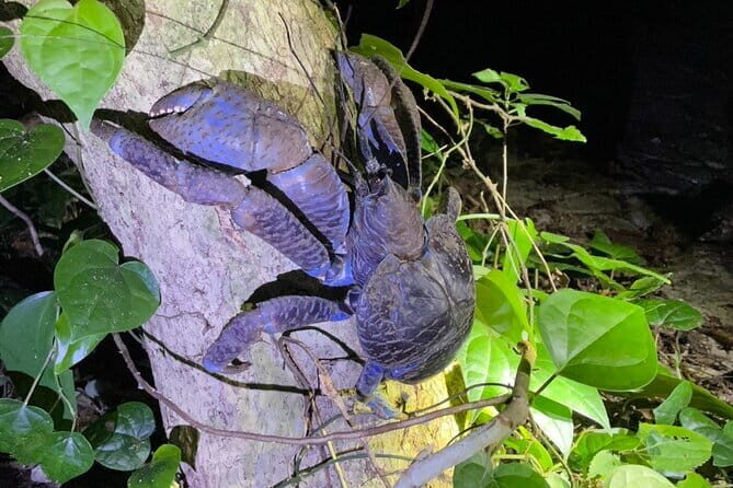 Okinawa Miyako Starry Sky Jungle Exploration Tour - Key Points